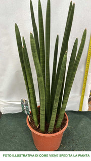 SANSEVIERIA CYLINDRICA SPAGHETTI IN VASO 19CM