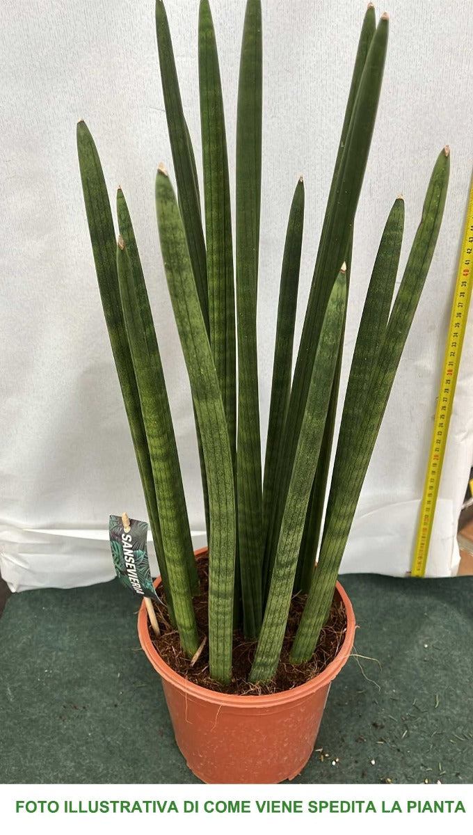 SANSEVIERIA CYLINDRICA SPAGHETTI IN VASO 19CM