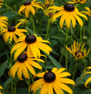 RUDBECKIA GOLD RUSH IN VASO 18CM