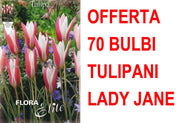 OFFERTA 70 BULBI TULIPANO LADY JANE