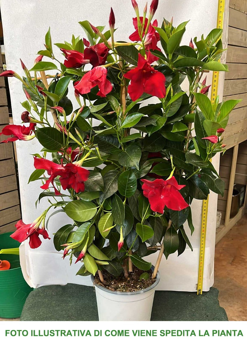 DIPLADENIA ROSSA VASO 17CM CON SPALLIERA