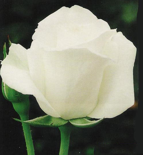 ROSA ALBA GARCIA IN VASO 19CM