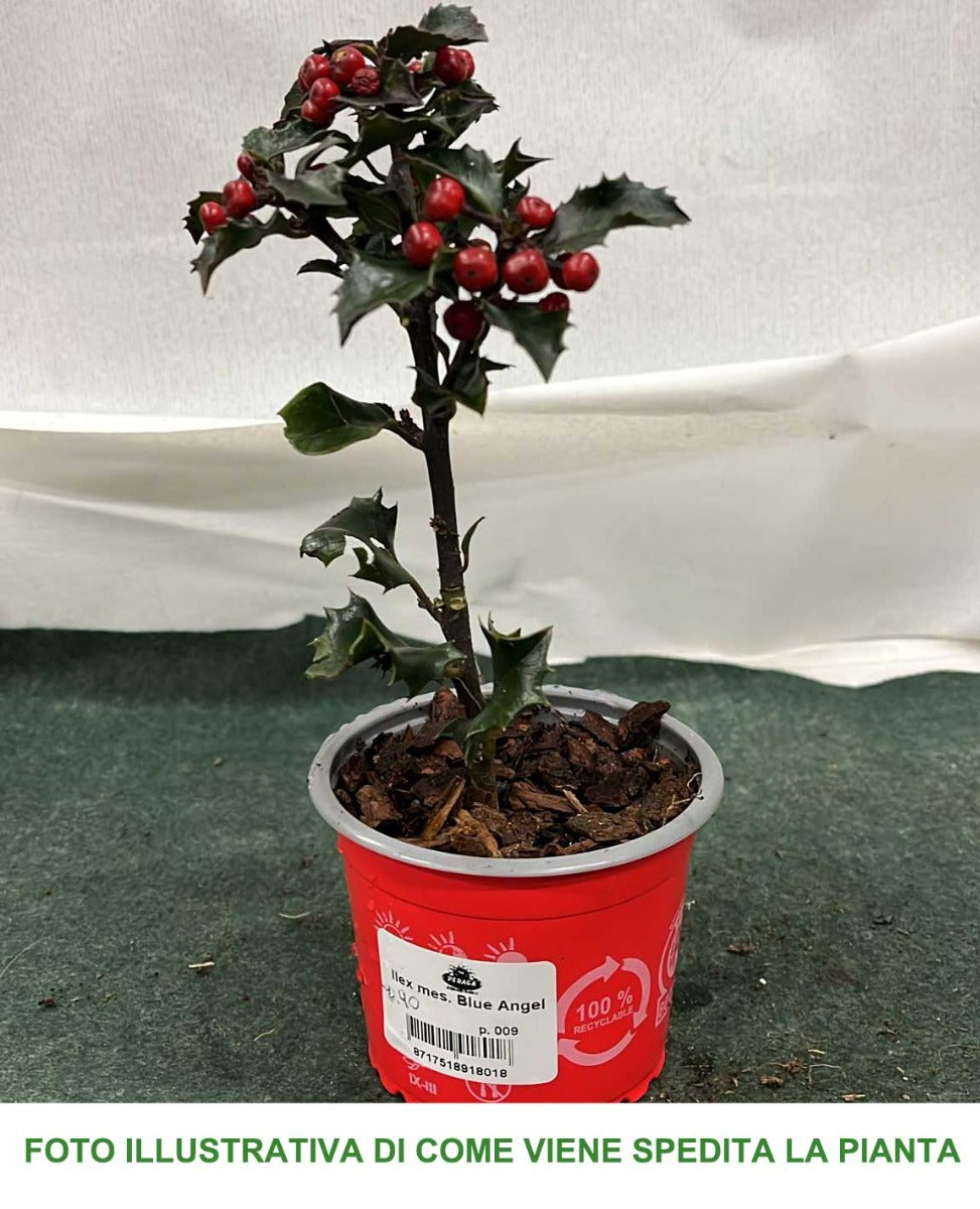 ILEX AGRIFOGLIO BLUE ANGEL VASO 9CM