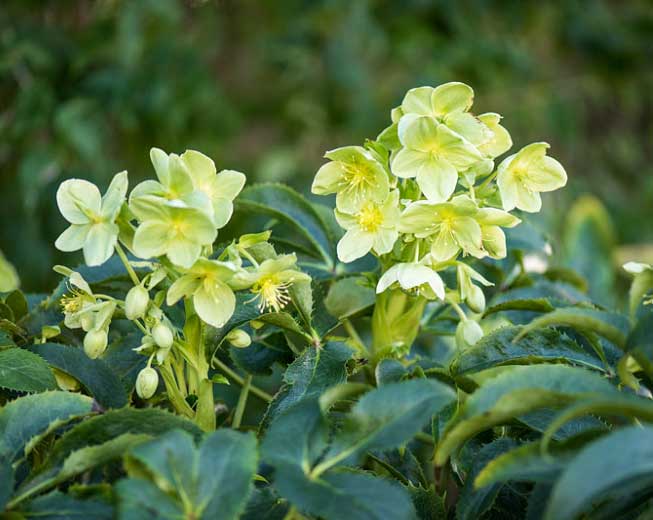 HELLEBORUS ARGUTIFOLIUS ROSA DI NATALE VASO 9CM