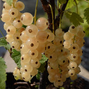 RIBES BIANCO ZITAVIA (1 PIANTA)