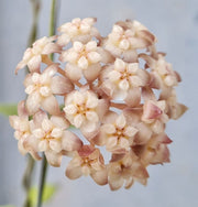 HOYA CRASSIPETIOLATA FIORE DI CERA VASO 12CM