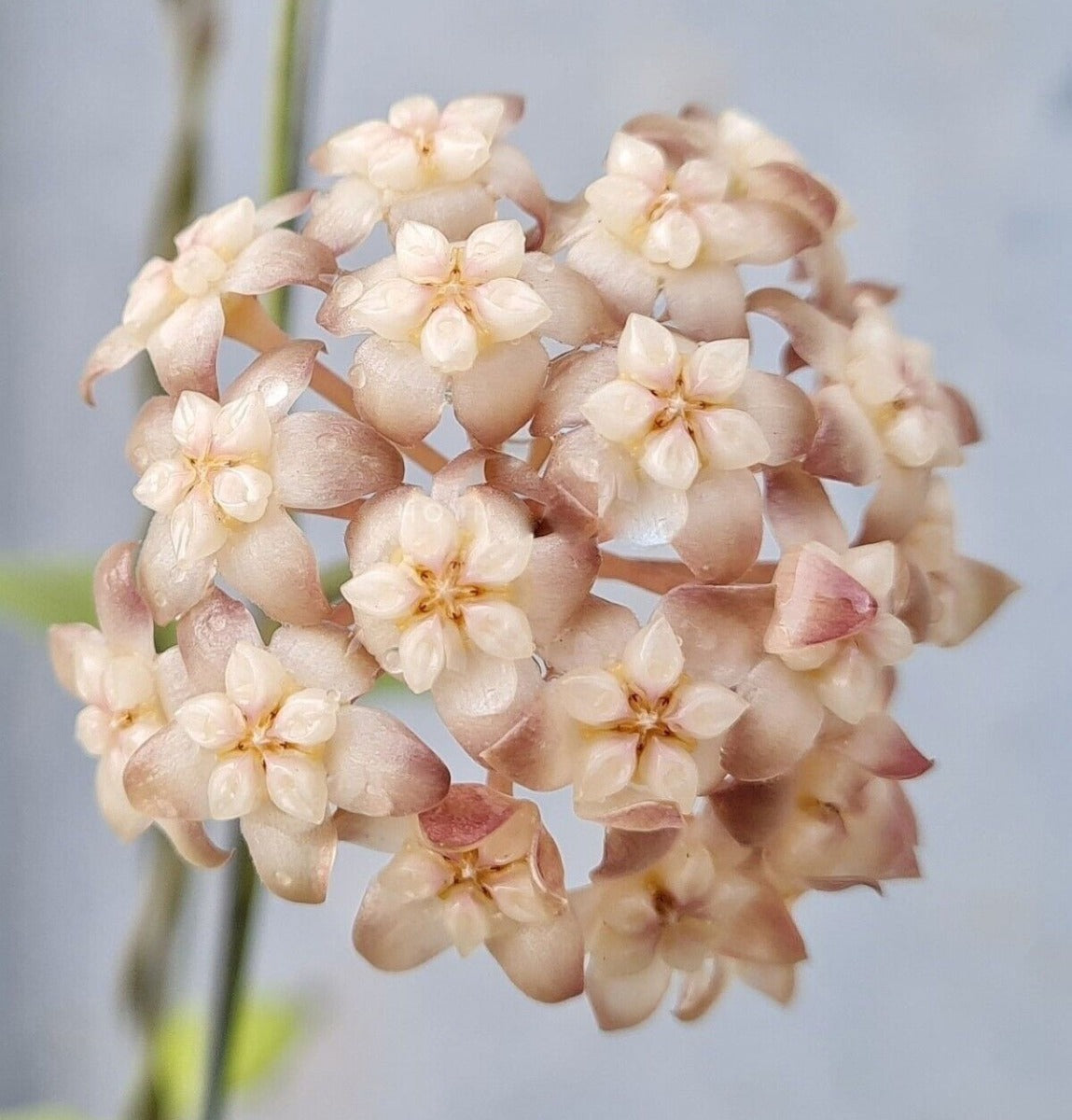 HOYA CRASSIPETIOLATA FIORE DI CERA VASO 12CM