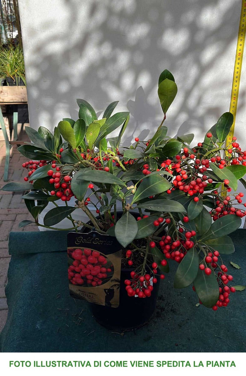 SKIMMIA JAPONICA DESIRE VASO 19CM