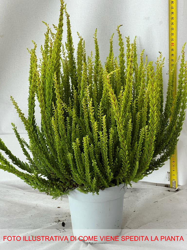 ERICA CALLUNA SKYLINE VASO 13CM