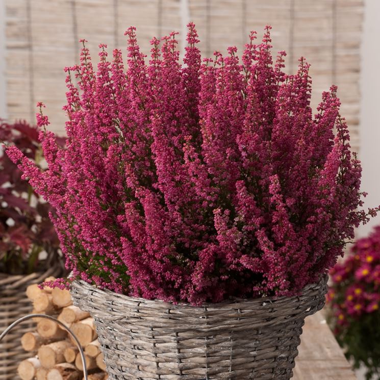 ERICA GRACILIS ROSA SCURO IN VASO 12CM