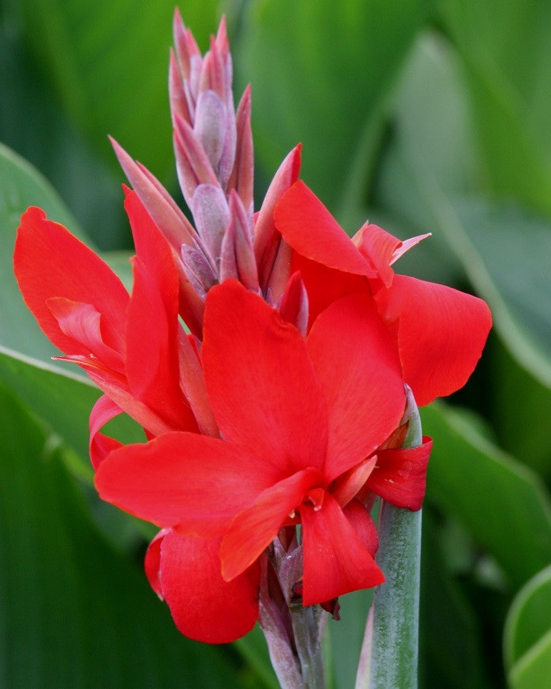 CANNA ISLAND KRETA ROSSA VASO 14CM