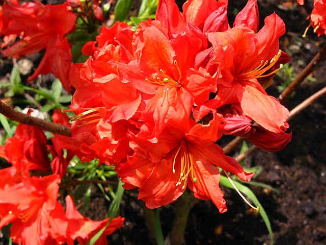 AZALEA MOLLIS ROSSA IN VASO 17CM