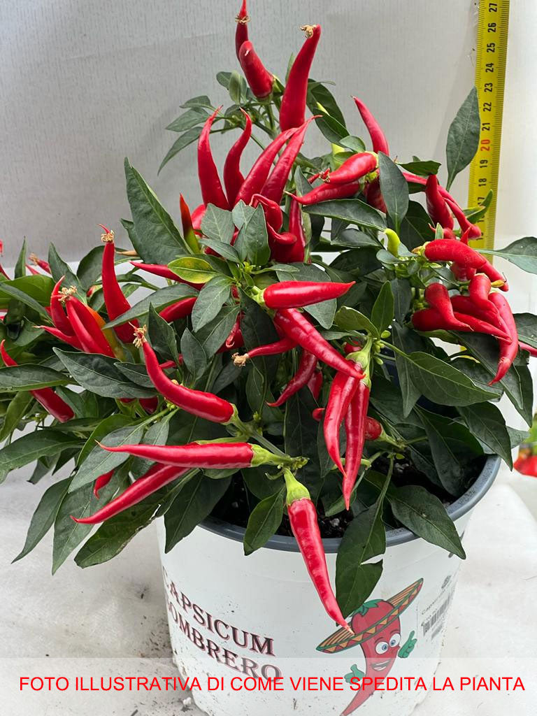 CAPSICUM ANNUUM MIX PEPERONCINO ORNAMENTALE VASO 17CM
