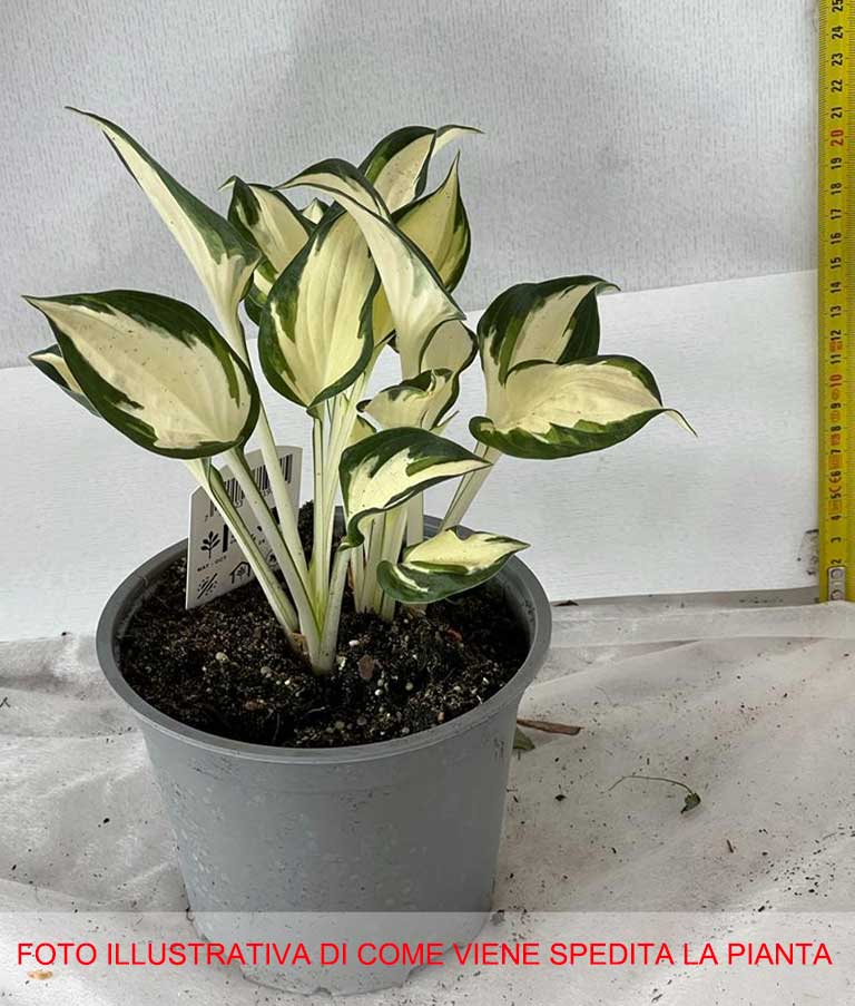 HOSTA FIRE AND ICE IN VASO 15CM