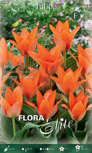 TULIPANO MULTI-FLOWERED ORANGE TORONTO (CONFEZIONE DA 10 BULBI)