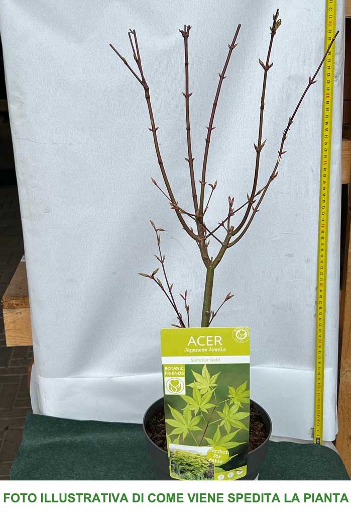 ACERO PALMATUM SUMMER GOLD IN VASO 19CM