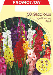GLADIOLO A FIORI GRANDI MIX DI COLORI (CONFEZIONE DA 50 BULBI)
