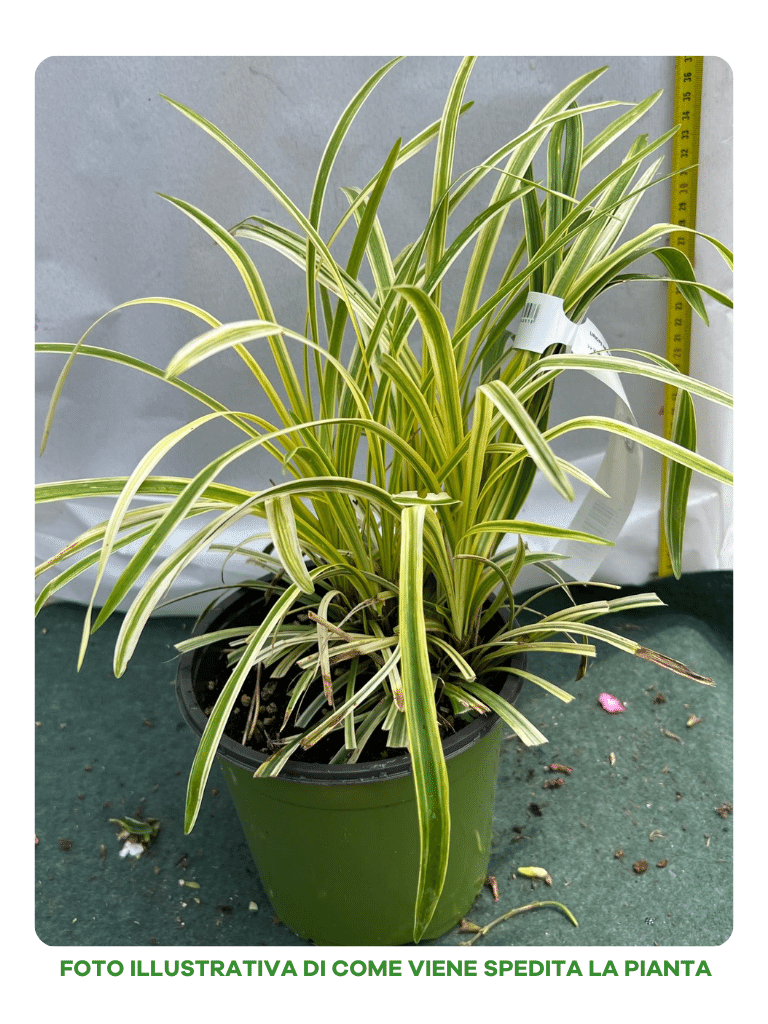 LIRIOPE VASO 18CM
