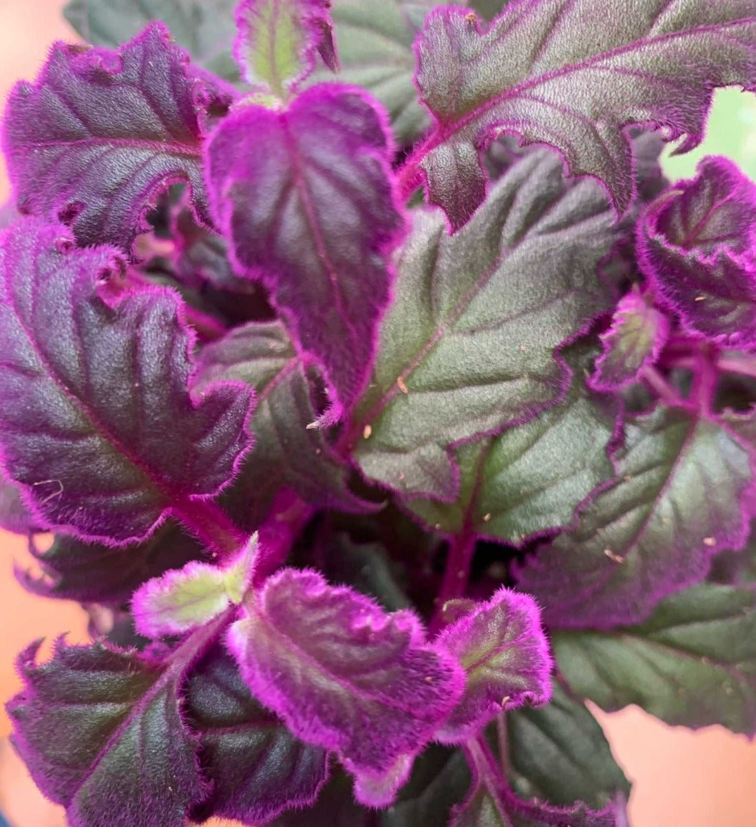 GYNURA PURPLE PASSION VASO 12CM