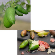 LIMONE CAVIALE VERDE FINGER LIME IN VASO 22CM