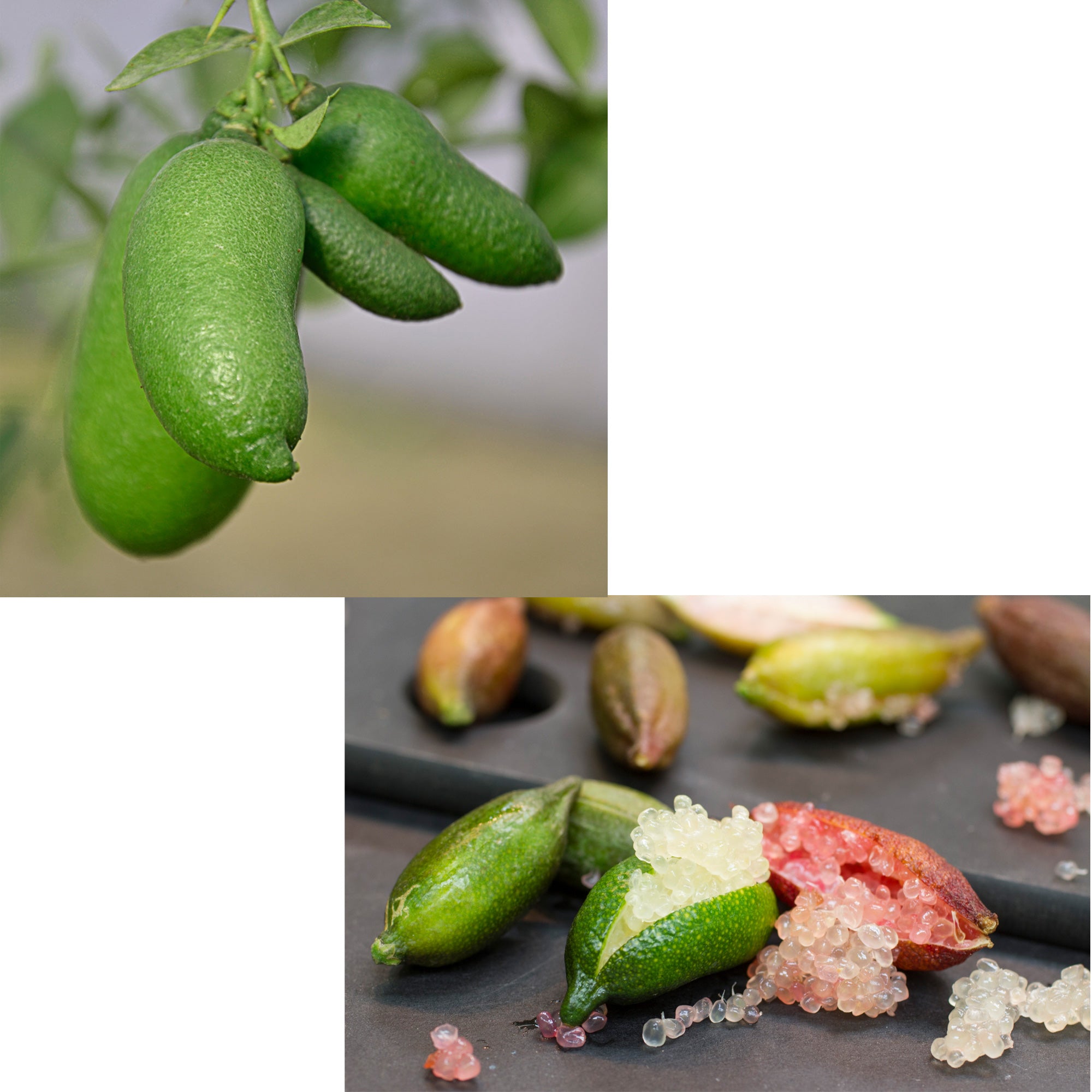 LIMONE CAVIALE VERDE FINGER LIME IN VASO 20CM
