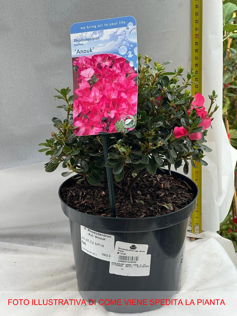 AZALEA JAPONICA RUSTICA ANOUK ANNA FRAK VASO 18CM