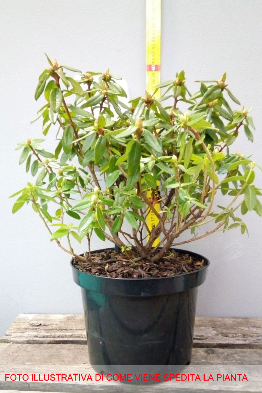 RODODENDRO SHAMROCK IN VASO 21CM