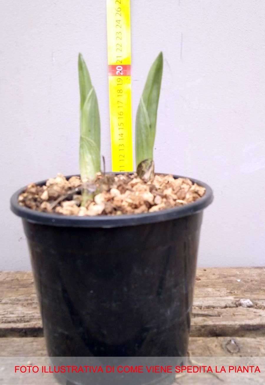 ORCHIDEA DA GIARDINO BLETILLA STRIATA ROSA VASO 12CM