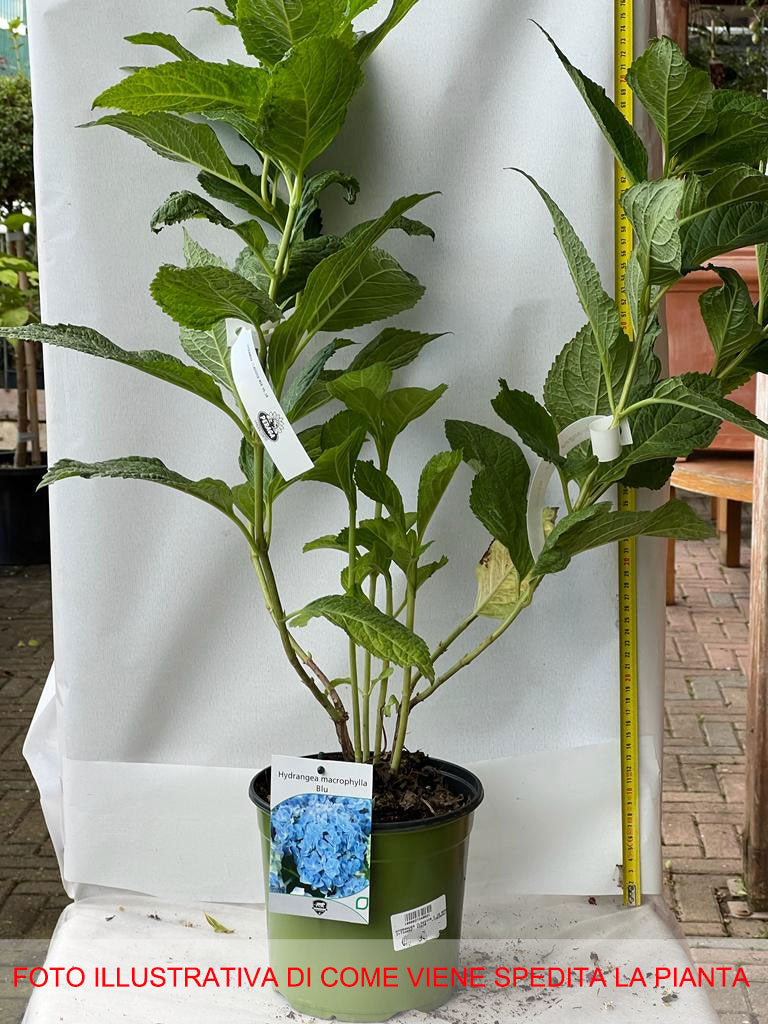 ORTENSIA HYDRANGEA MACROPHYLLA BODENSEE BLUE VASO 18CM