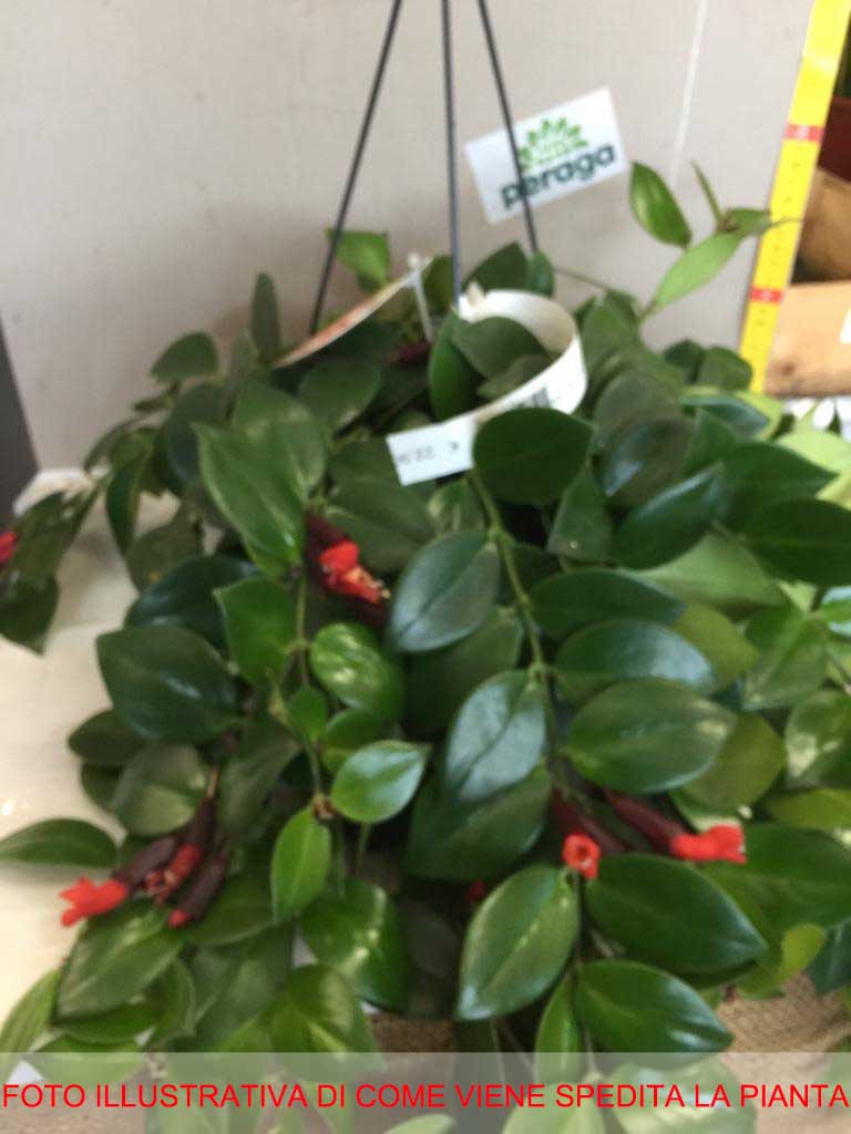 AESCHYNANTHUS MONA LISA VASO 15CM