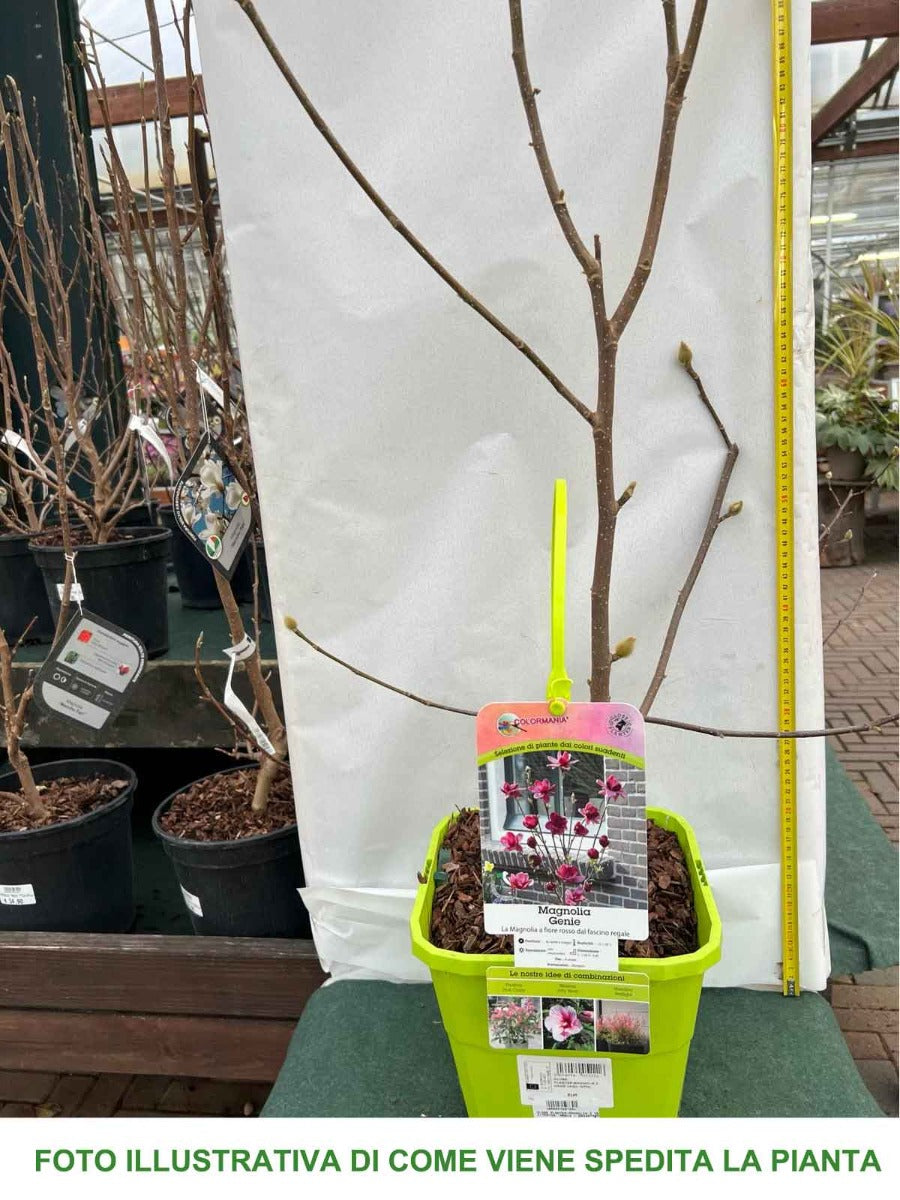 MAGNOLIA GENIE VASO 24CM