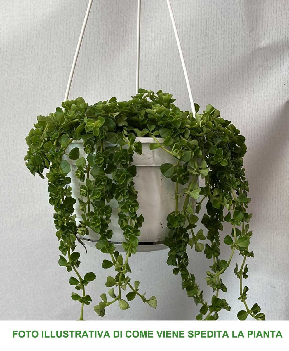 PILEA DEPRESSA VASO 14CM