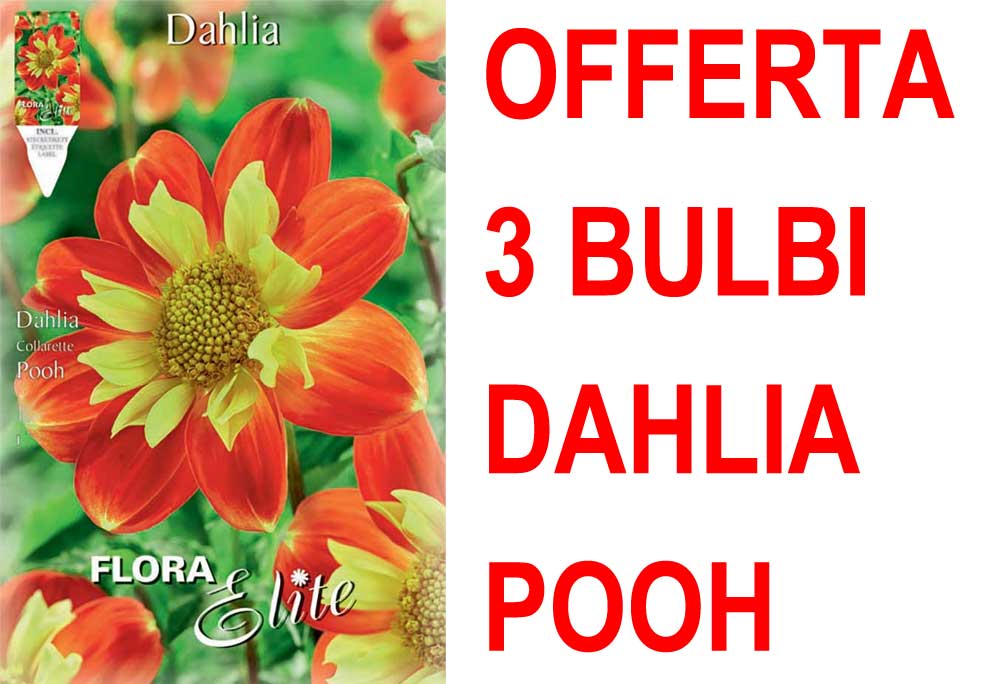 OFFERTA 3 BULBI DAHLIA COLLAR POOH