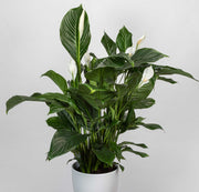 SPATHIPHYLLUM SILVANA VASO 24CM