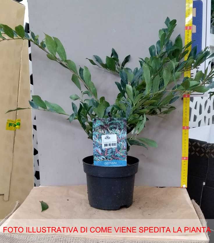 DISTYLIUM BLUE CASCADE IN VASO 17CM