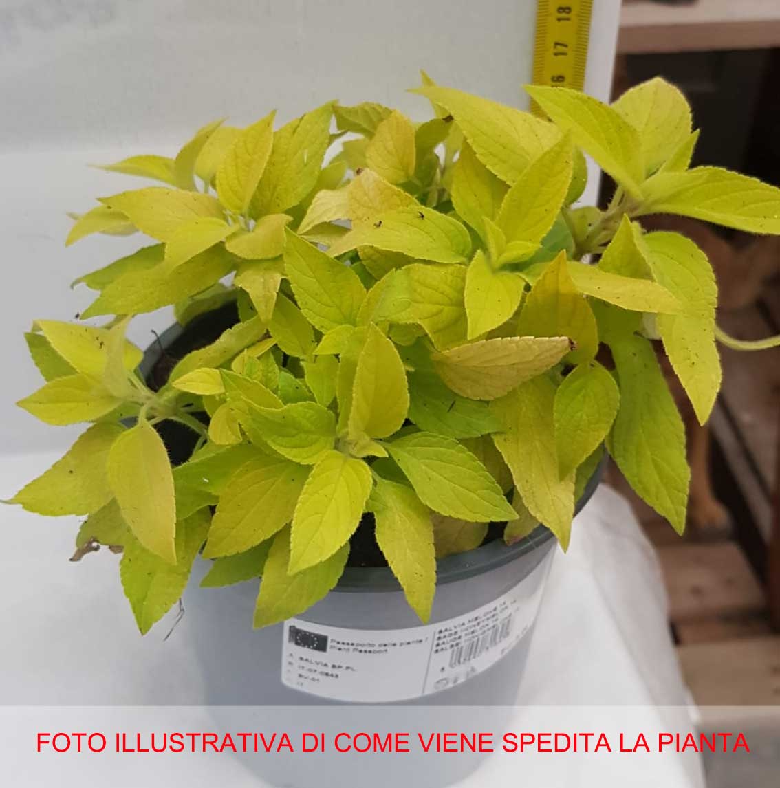 SALVIA MELONE IN VASO 14CM