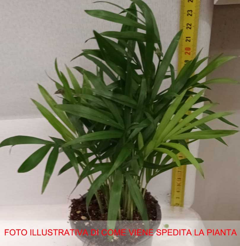 CHAMAEDOREA IN VASO 9CM