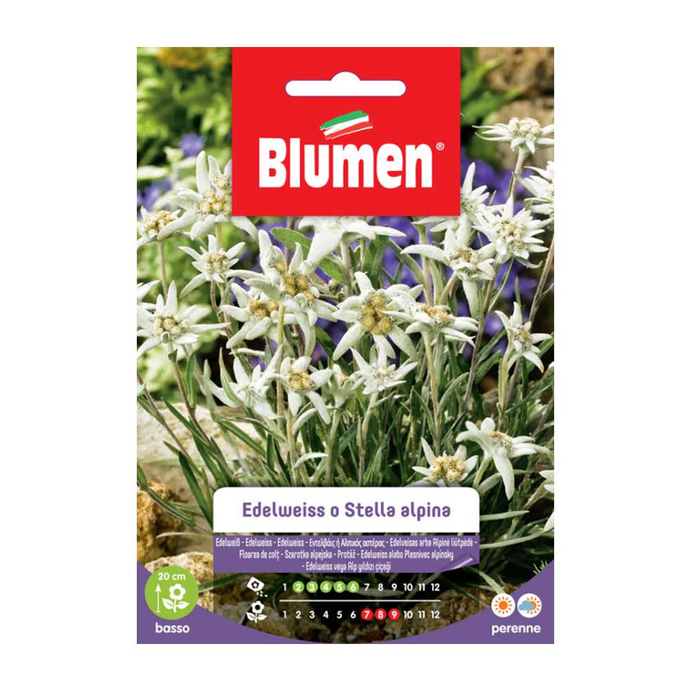 SEMI EDELWEISS O STELLA ALPINA BLUMEN