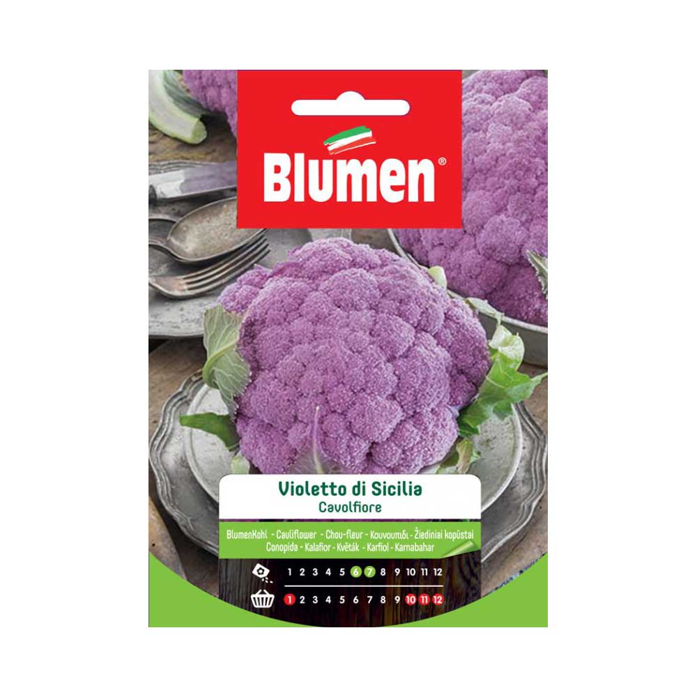 SEMI CAVOLFIORE VIOLETTO SICILIA BLUMEN