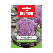 SEMI CAVOLFIORE VIOLETTO SICILIA BLUMEN