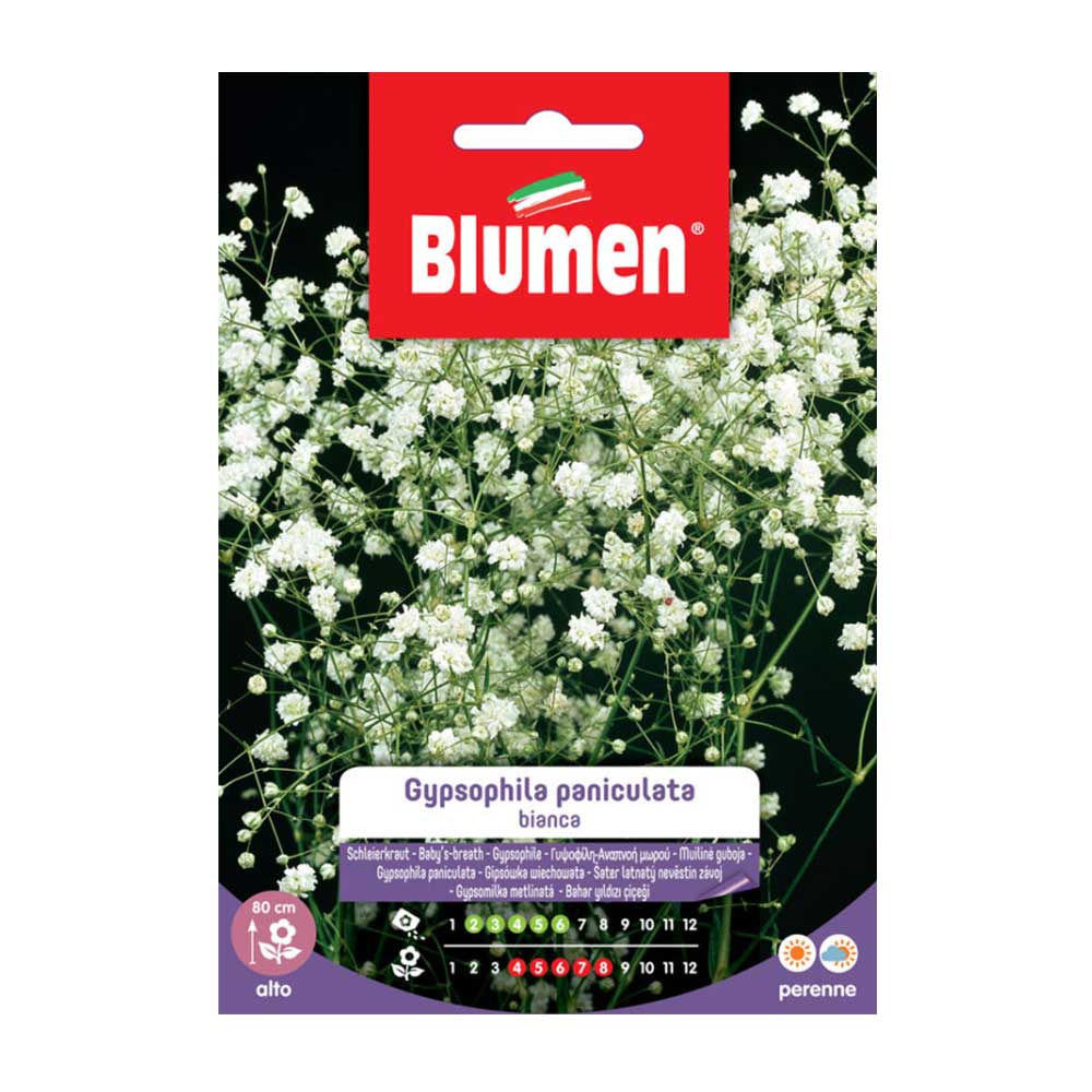 SEMI GYPSOPHILA PANICULATA BIANCA BLUMEN