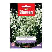 SEMI GYPSOPHILA PANICULATA BIANCA BLUMEN