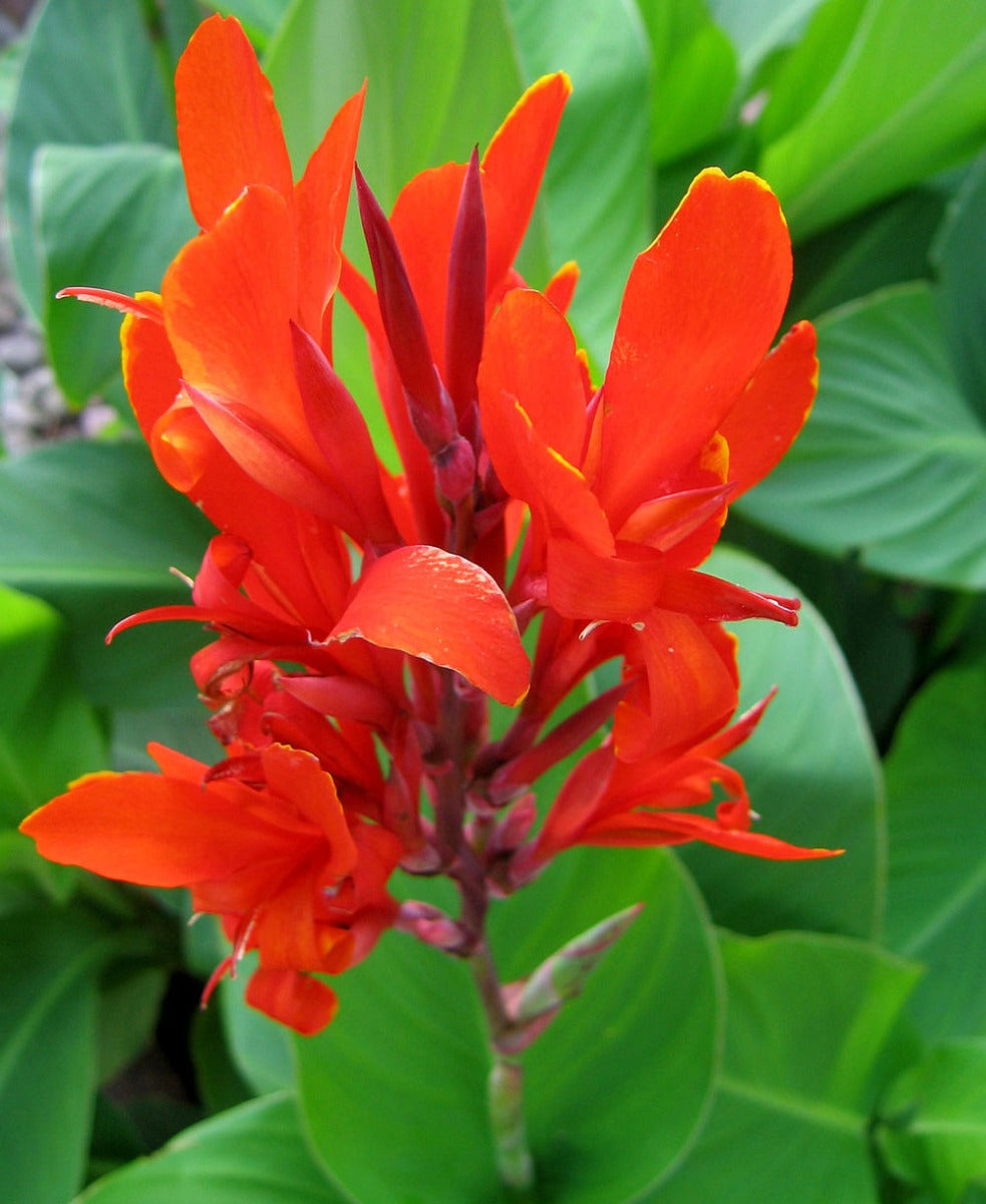 CANNA COLORE ASSORTITO VASO 14CM