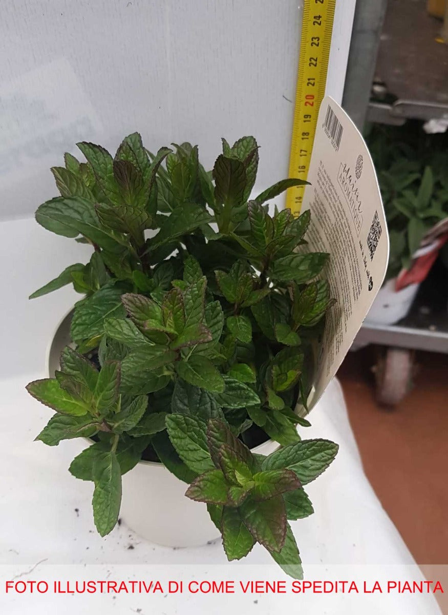 MENTA MOJITO HIERBA BUENA (MENTHA MOJITO) IN VASO 14CM