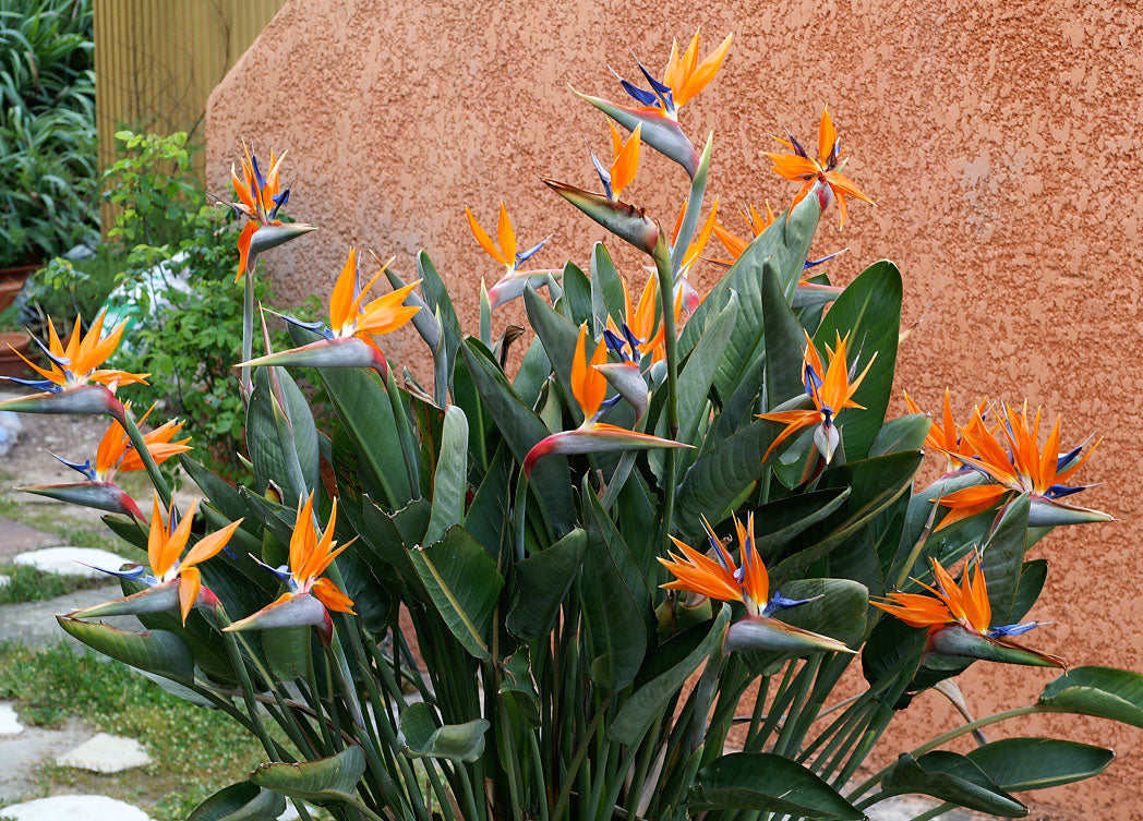 STRELITZIA REGINAE O UCCELLO DEL PARADISO IN VASO 10CM