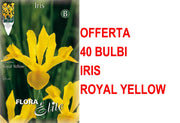 OFFERTA 40 BULBI IRIS HOLLANDICA ROYAL YELLOW