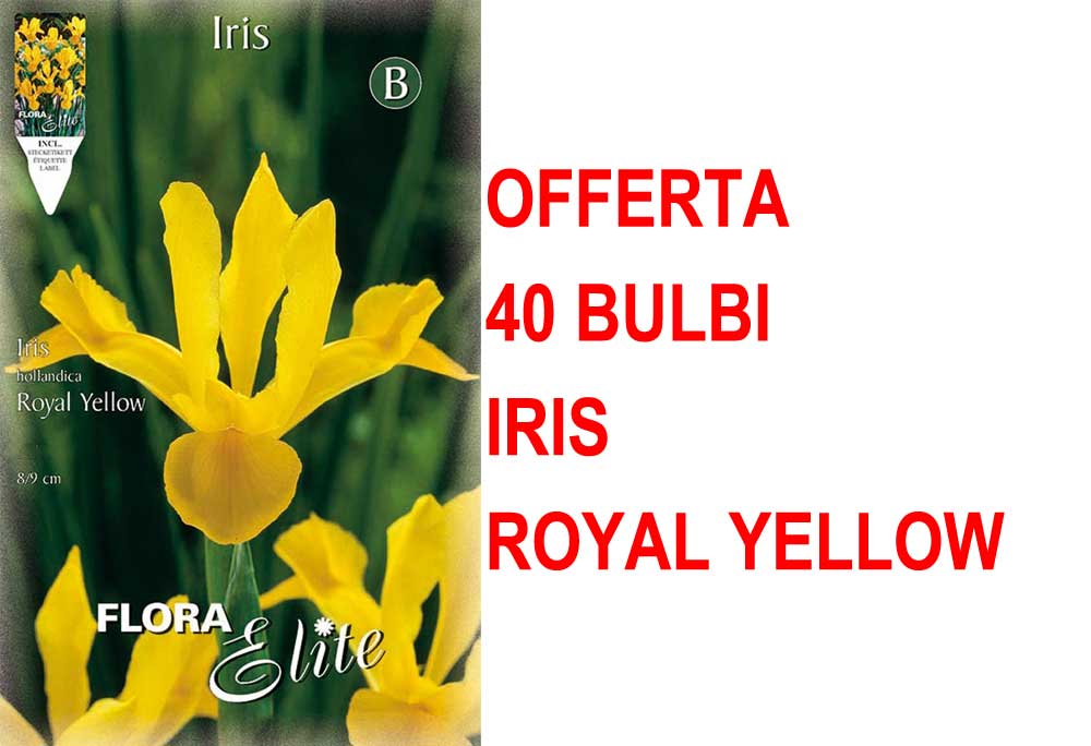 OFFERTA 40 BULBI IRIS HOLLANDICA ROYAL YELLOW