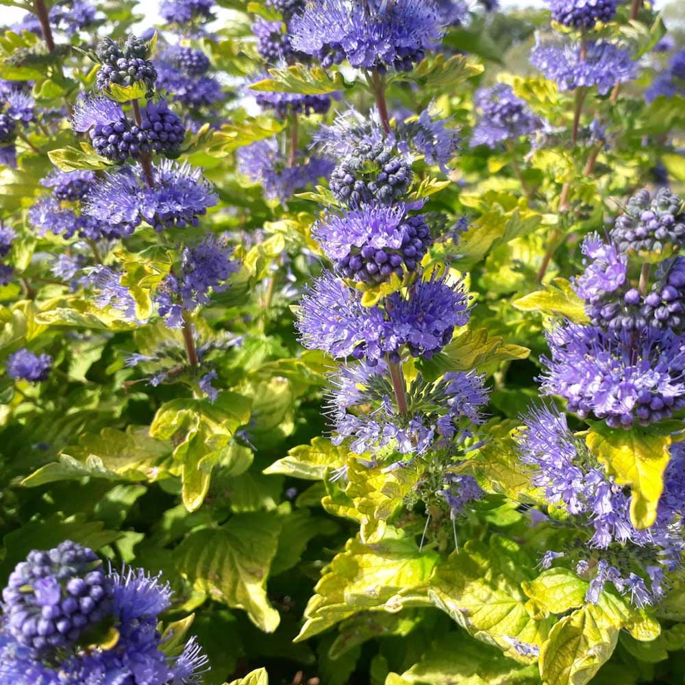 CARYOPTERIS GOOD AS GOLD VASO 18CM