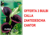 OFFERTA 3 BULBI CALLA ZANTEDESCHIA CANTOR
