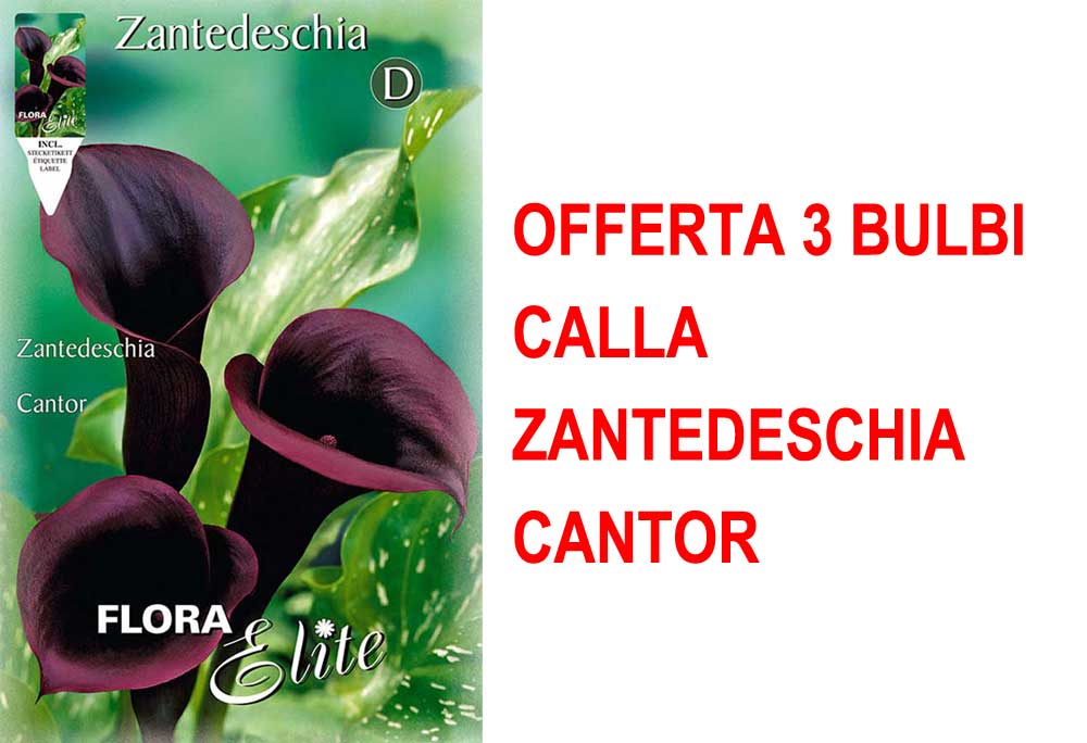 OFFERTA 3 BULBI CALLA ZANTEDESCHIA CANTOR